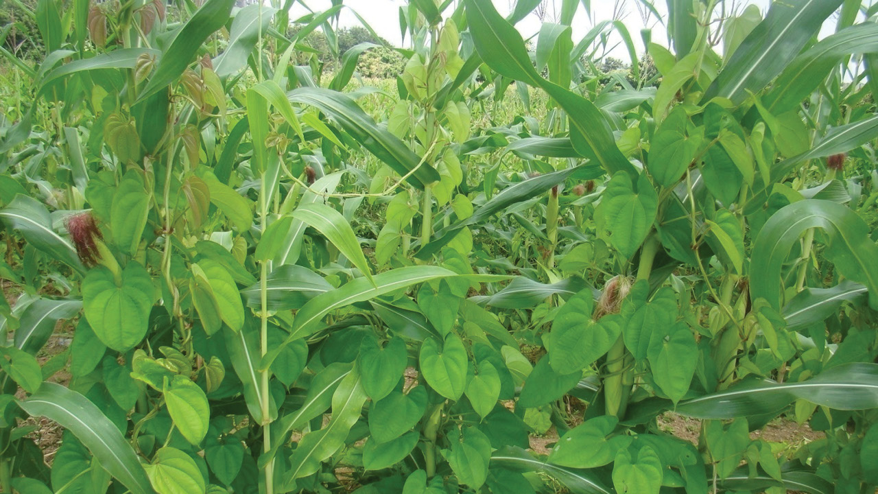 Regional Centre of ICAR-Central Tuber Crops Research Institute – Indian Council of Agricultural Research (ICAR)