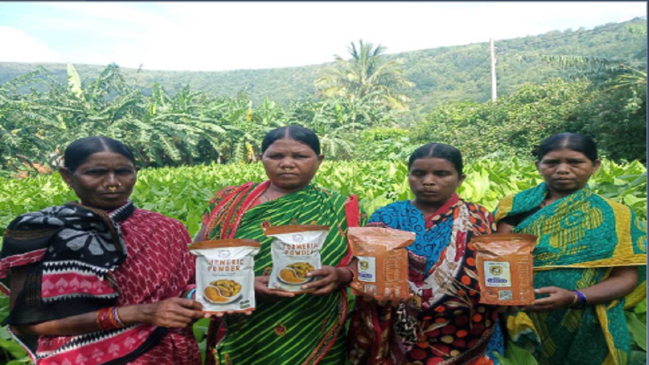 Turmeric Based Livelihoods Development – Odisha Rural Development and Marketing Society, Koraput