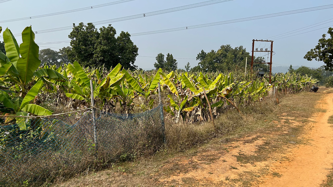 Banana Plantation Flourishes, Sundargarh, Odisha Mineral Bearing Areas Development Corporation (OMBADC), Odisha