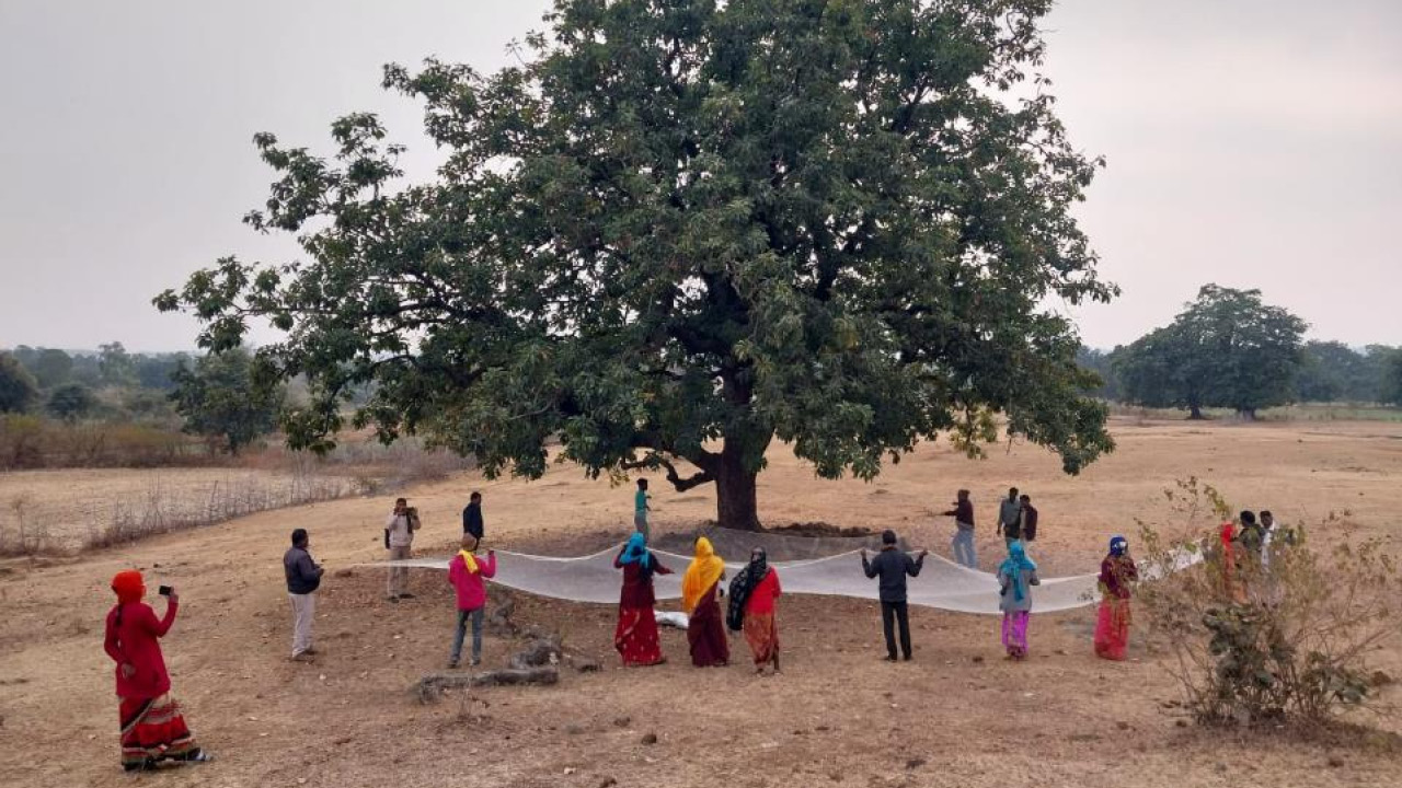 Madhya Pradesh State Minor Forest Produce (Trading & Development)